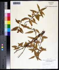 Gelsemium sempervirens image