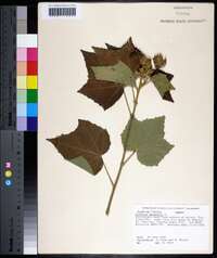 Hibiscus mutabilis image
