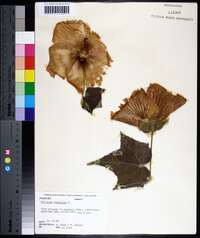 Hibiscus mutabilis image