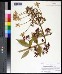 Clerodendrum indicum image