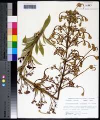 Clerodendrum indicum image