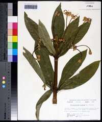 Clerodendrum indicum image