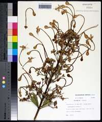 Clerodendrum indicum image