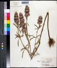 Monarda citriodora image