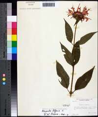 Monarda didyma image