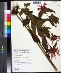 Monarda didyma image