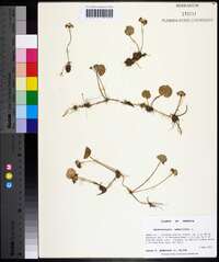 Hydrocotyle umbellata image