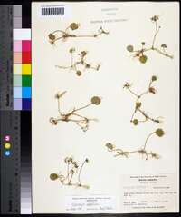 Hydrocotyle umbellata image