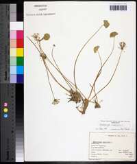 Hydrocotyle umbellata image