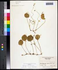 Hydrocotyle verticillata image