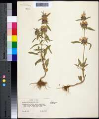 Monarda clinopodioides image