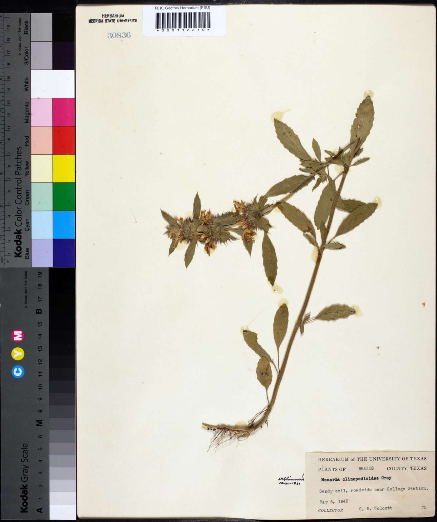Monarda clinopodioides image
