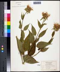 Monarda clinopodia image