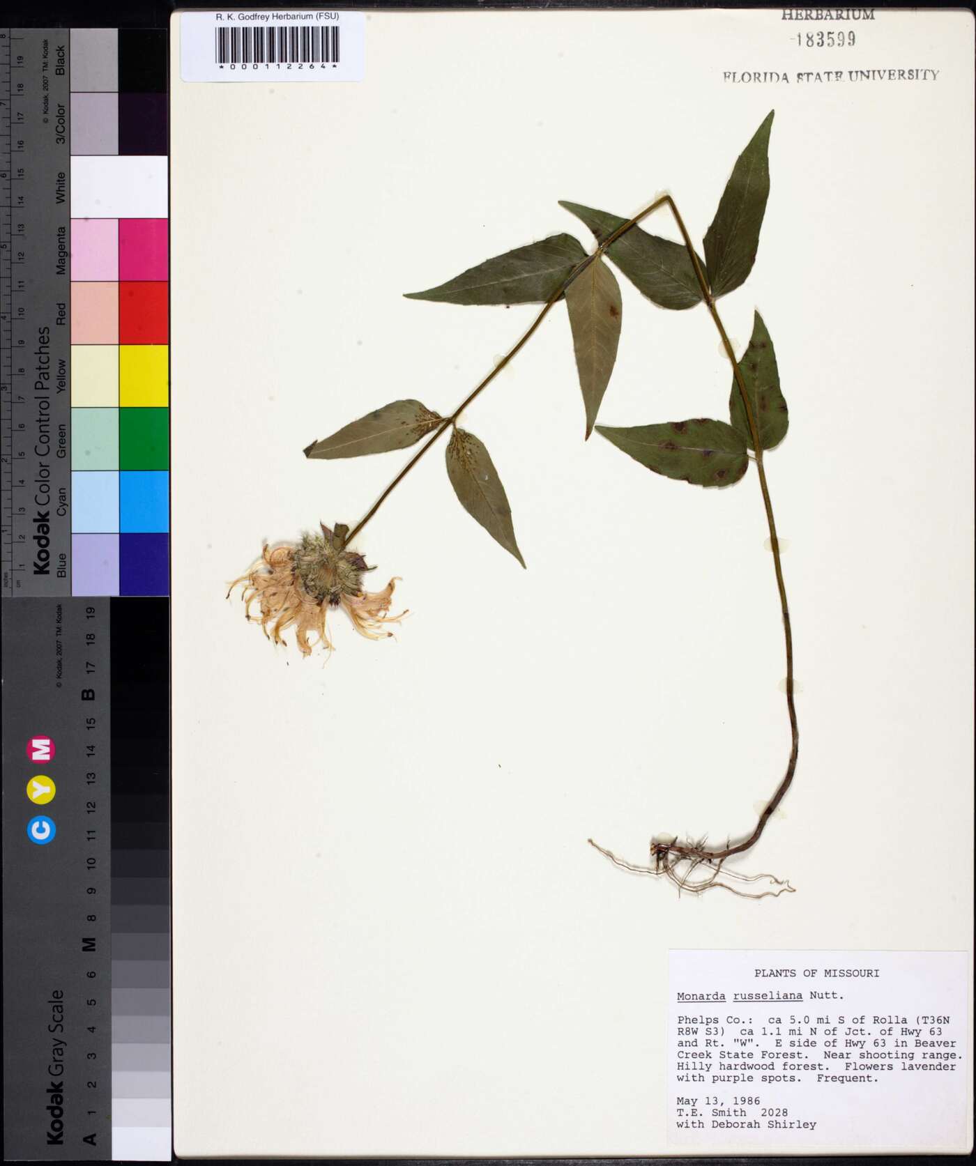 Monarda russeliana image