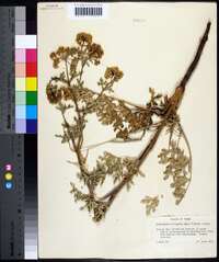 Pimpinella saxifraga image