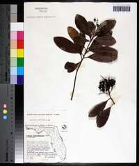 Ardisia escallonioides image