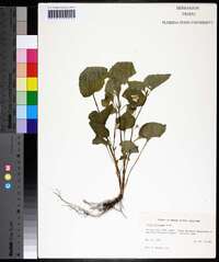 Viola pubescens var. scabriuscula image