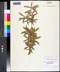 Quercus hemisphaerica image