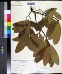 Quercus imbricaria image