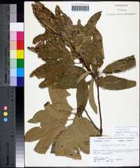 Quercus imbricaria image