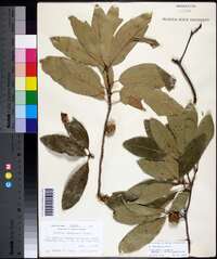 Quercus imbricaria image