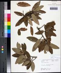 Quercus incana image