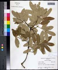 Quercus incana image