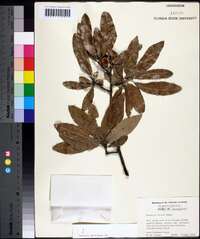 Quercus incana image