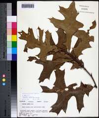 Quercus laevis image