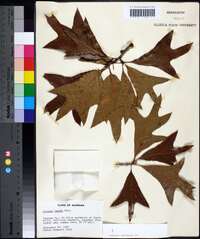 Quercus laevis image