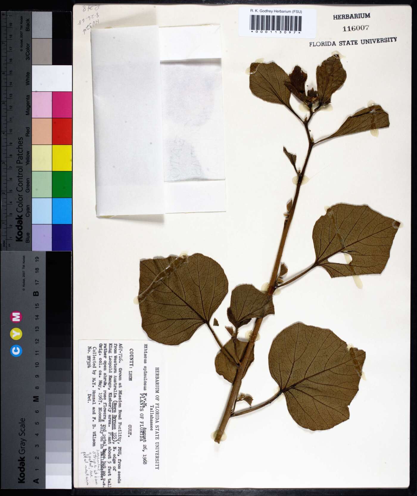 Hibiscus fryxellii image