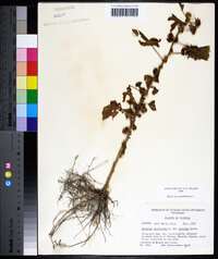 Hibiscus surattensis image