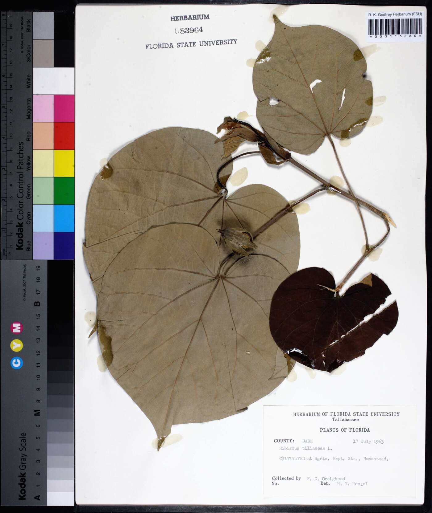 Hibiscus tiliaceus image