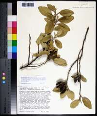 Lagunaria patersonia image