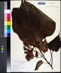 Catalpa bignonioides image