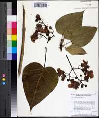 Catalpa bignonioides image