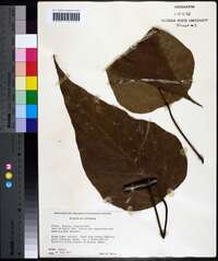 Catalpa bignonioides image