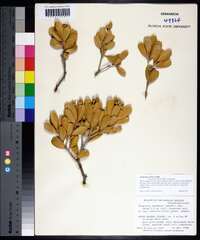 Jacquinia arborea image