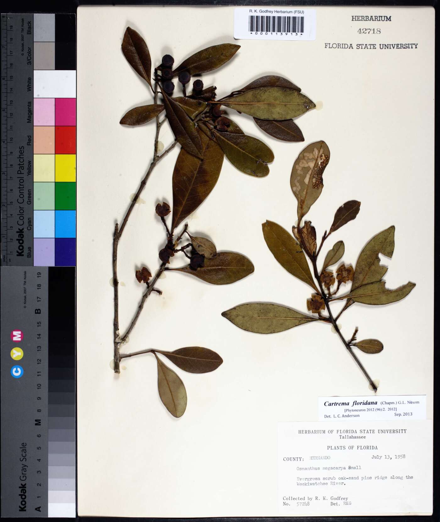 Cartrema floridana image