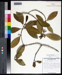 Osmanthus americanus image