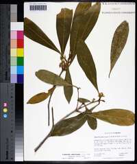 Osmanthus americanus image