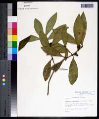 Osmanthus americanus image