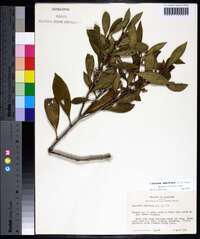 Osmanthus americanus image