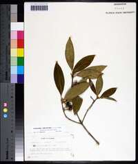 Osmanthus americanus image