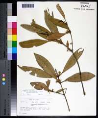 Osmanthus americanus image