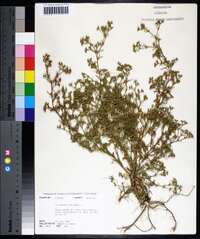 Polypremum procumbens image