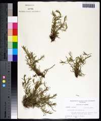 Polypremum procumbens image