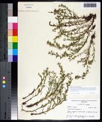 Polypremum procumbens image