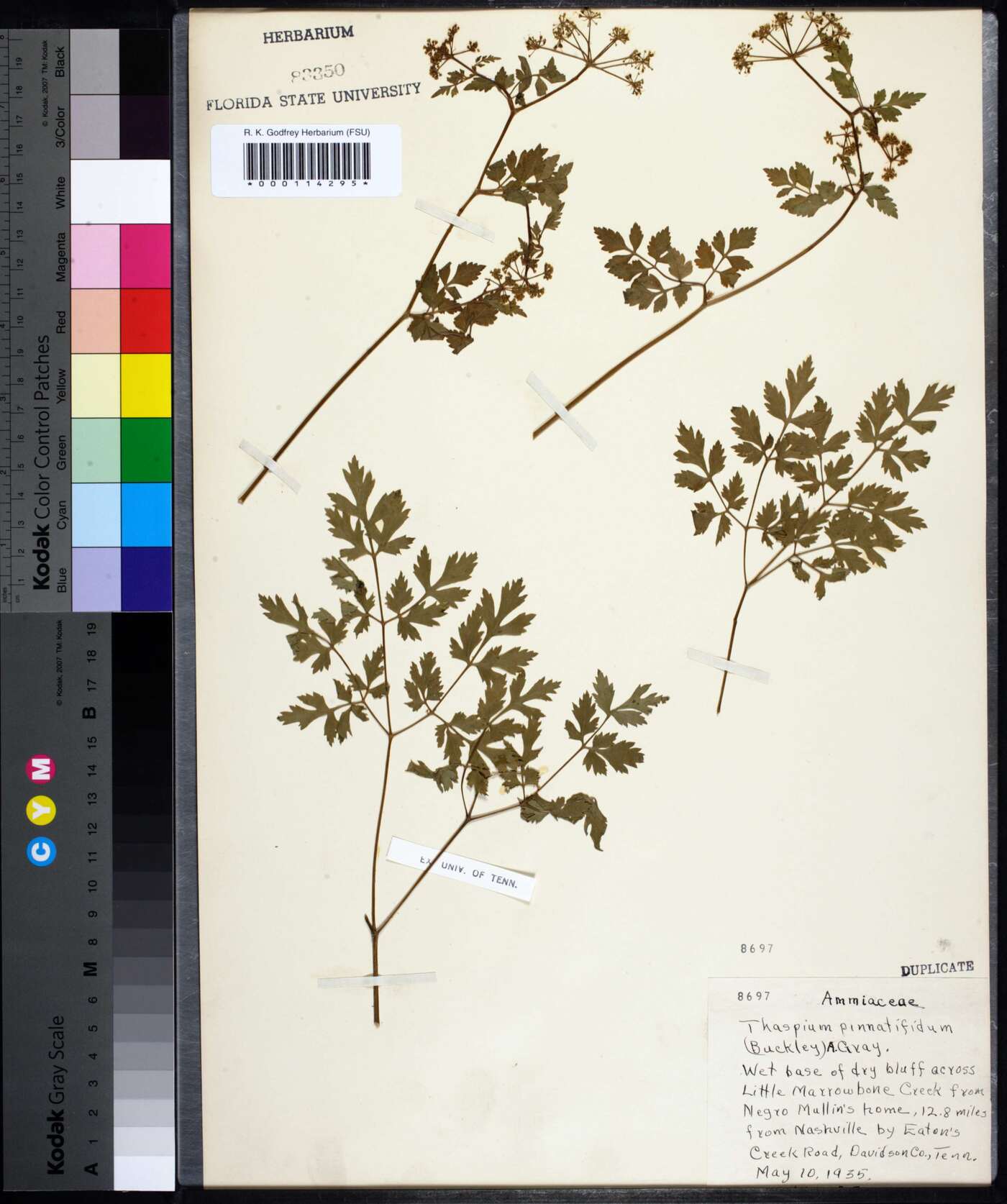 Thaspium pinnatifidum image