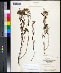 Crocanthemum corymbosum image